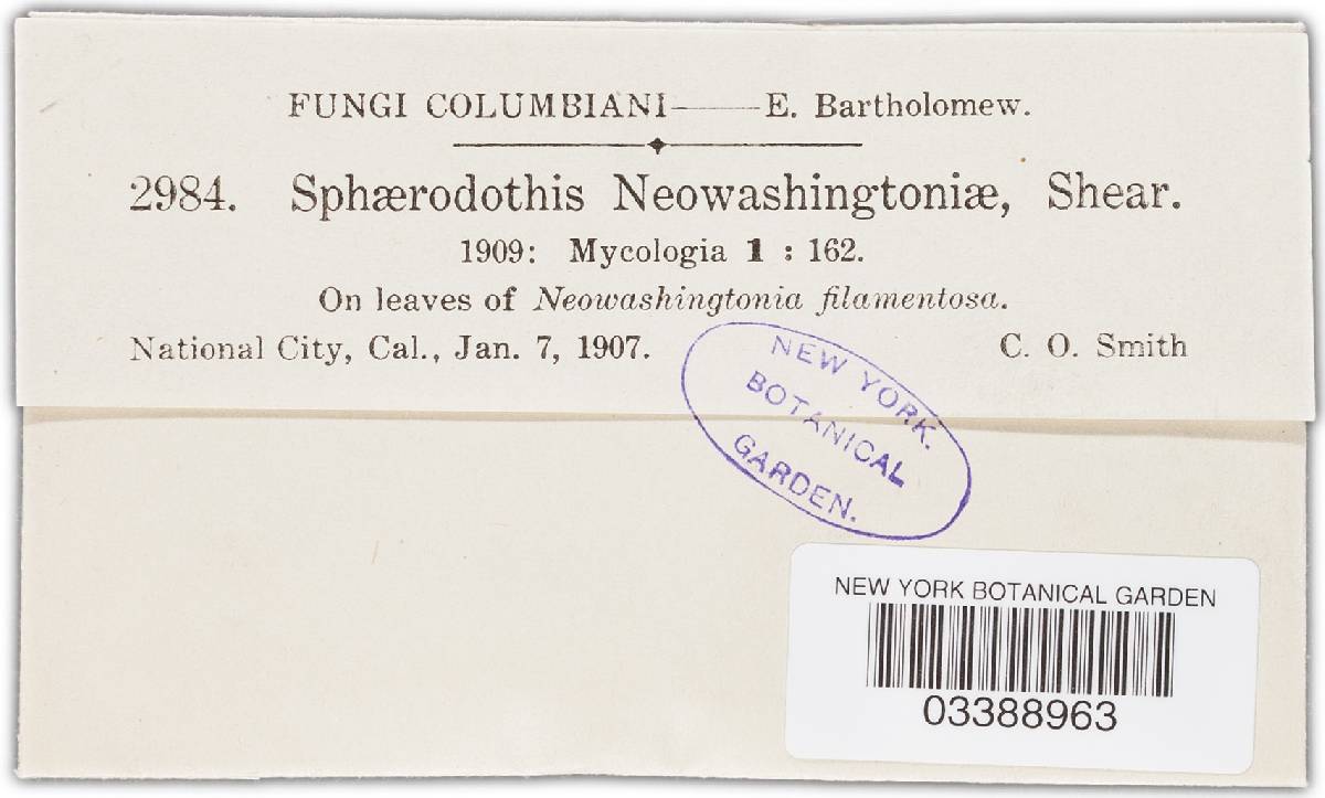 Phaeochoropsis neowashingtoniae image