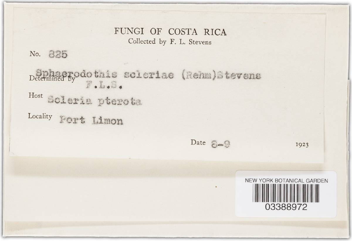 Phyllachora scleriae image