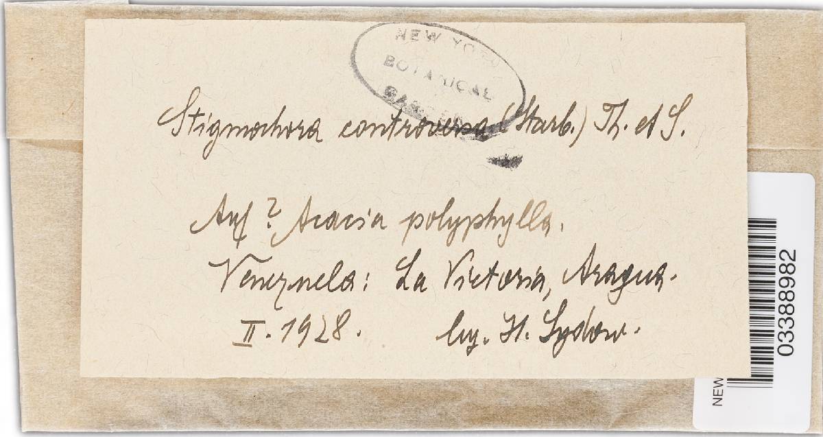 Stigmochora controversa image