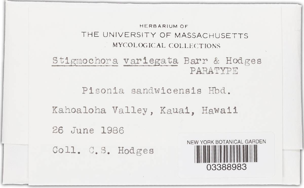 Stigmochora variegata image