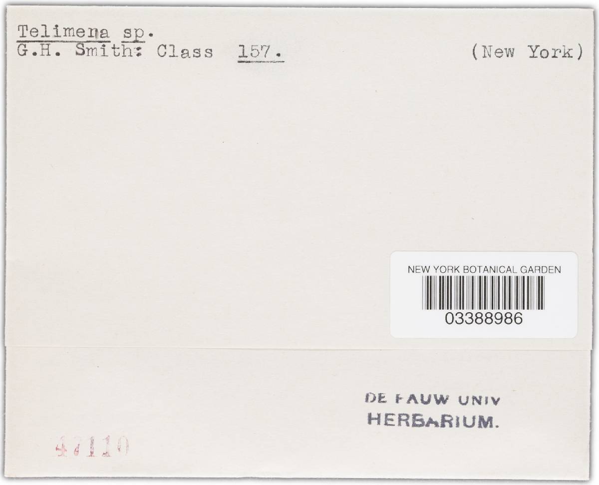 Telimena image