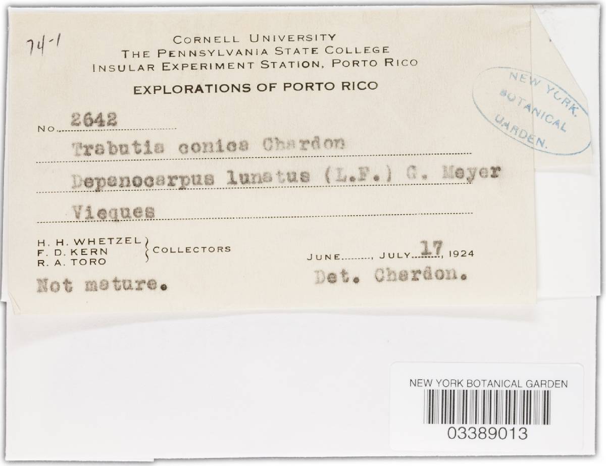 Phyllachora conica image