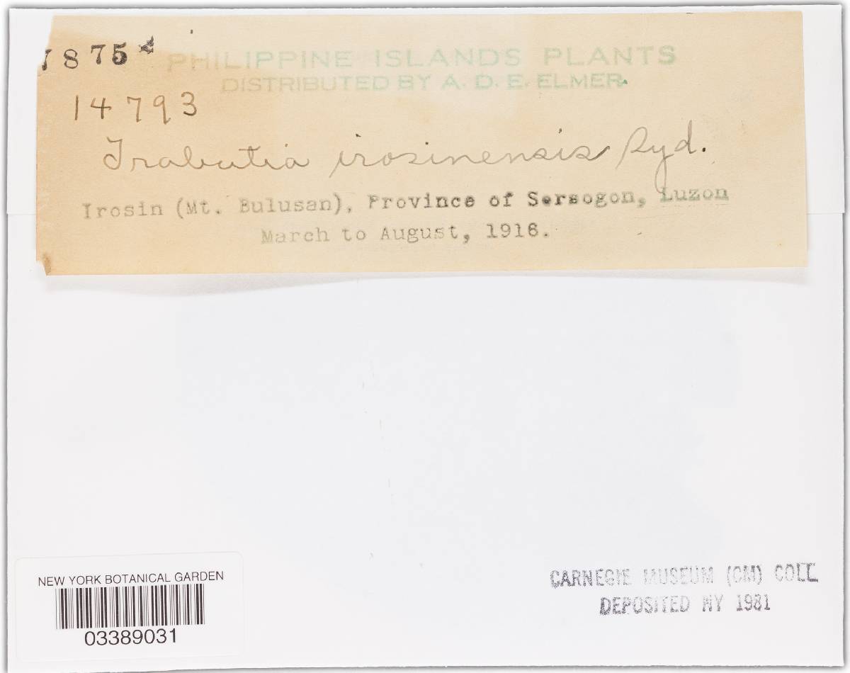 Trabutia irosinensis image