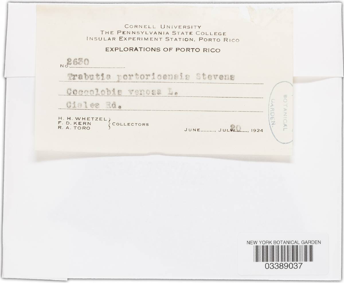 Phyllachora halstediana image