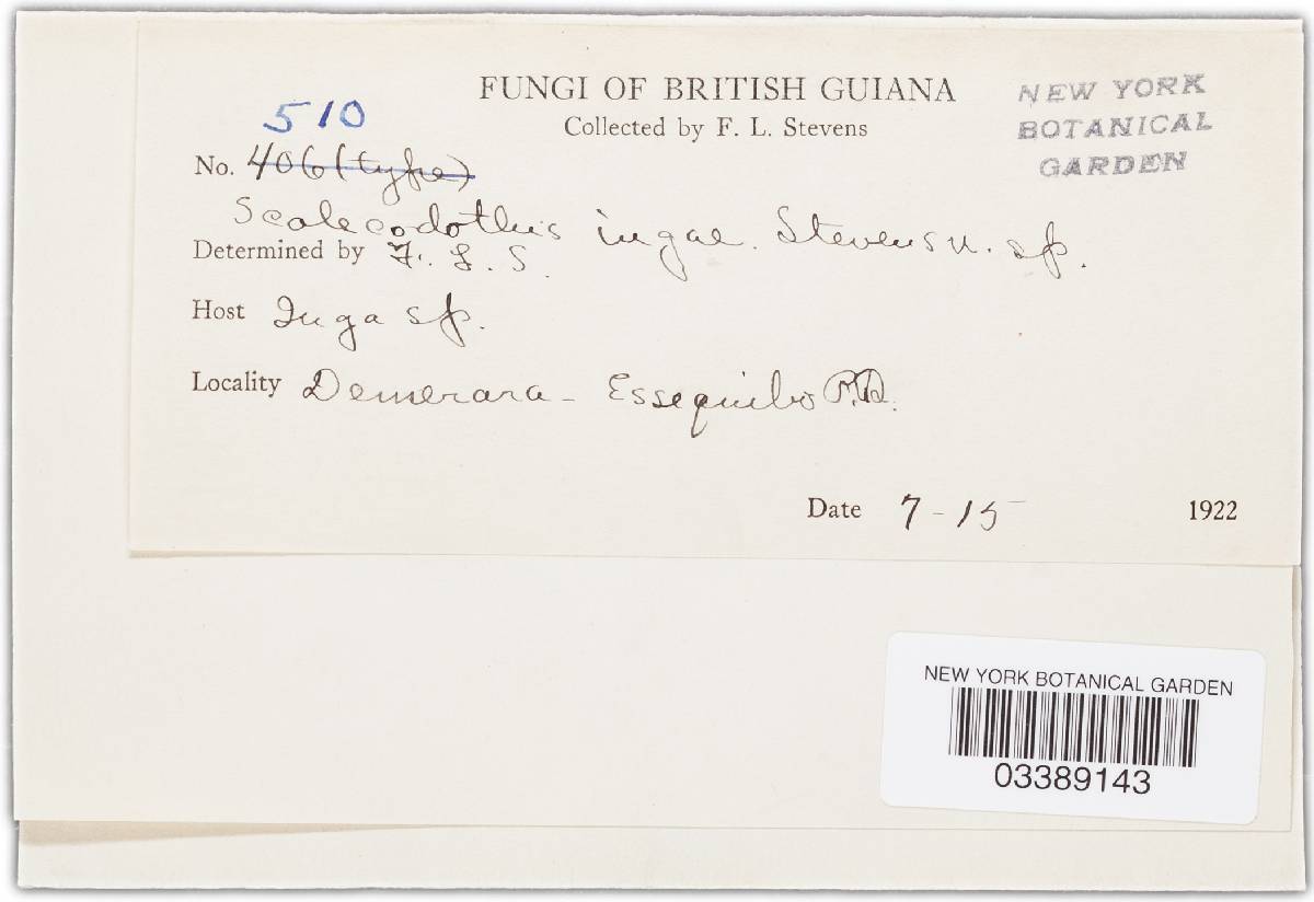 Diatractium ingae image