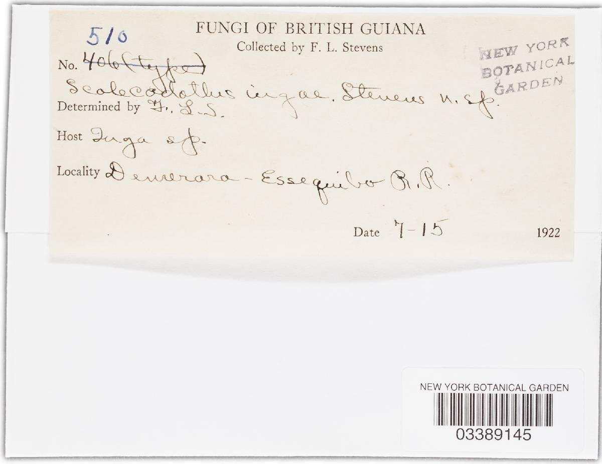 Diatractium ingae image