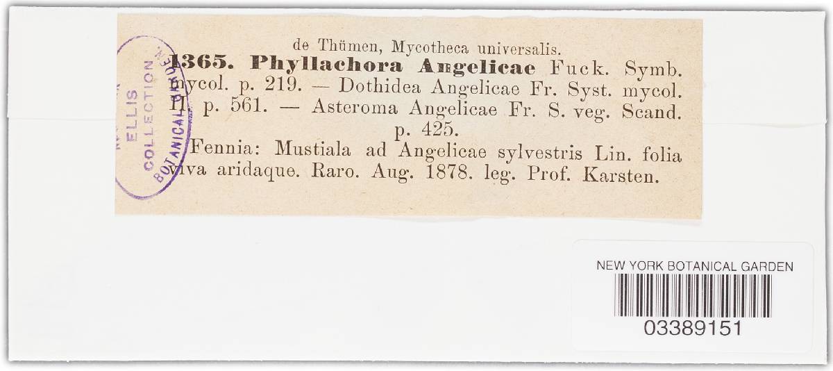 Phyllachora angelicae image