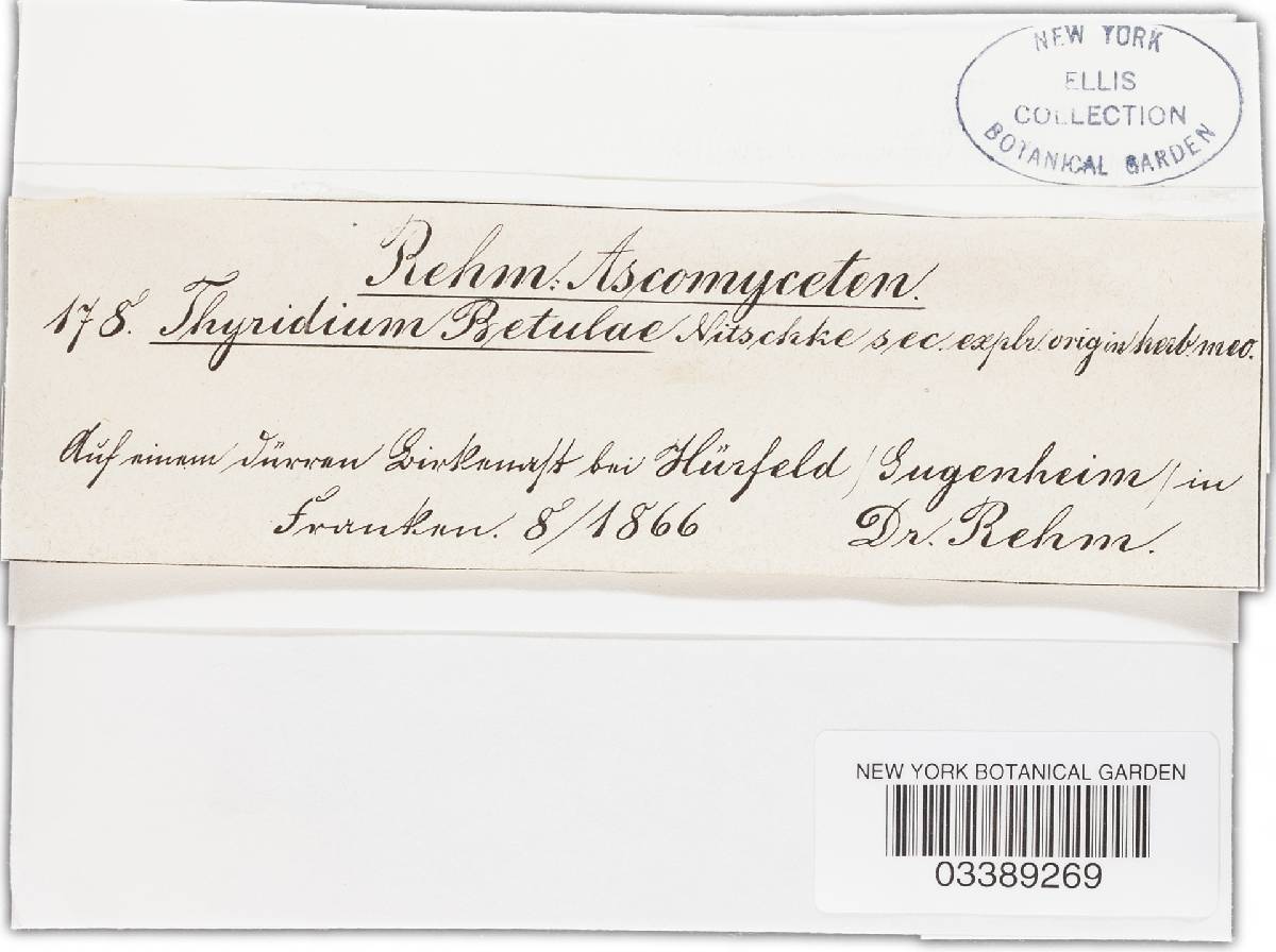 Thyridium betulae image
