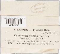 Mycothyridium vestitum image