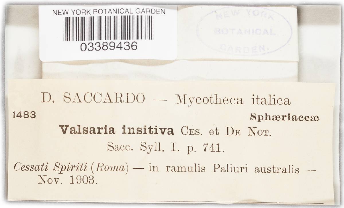Valsaria insitiva image