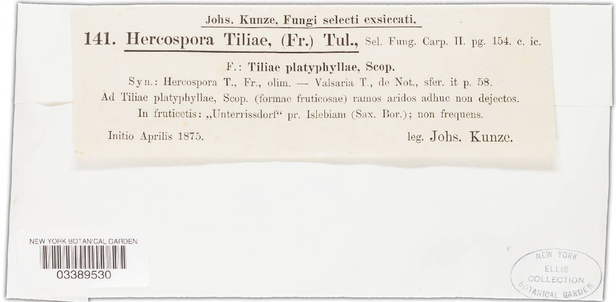 Valsaria tiliae image