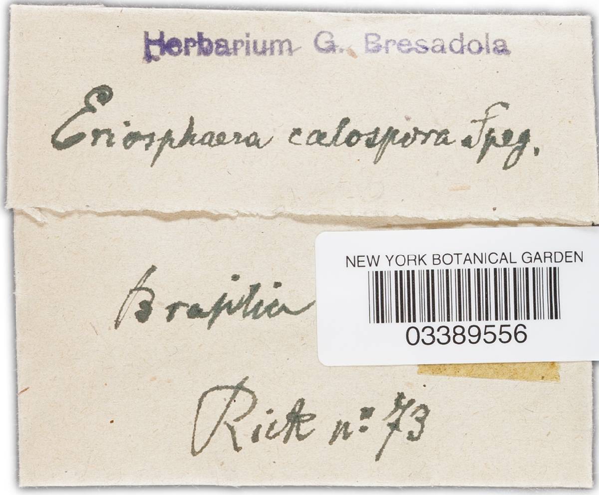 Melchioria image