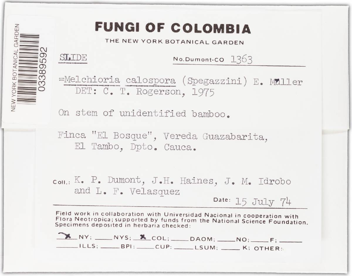 Melchioria calospora image