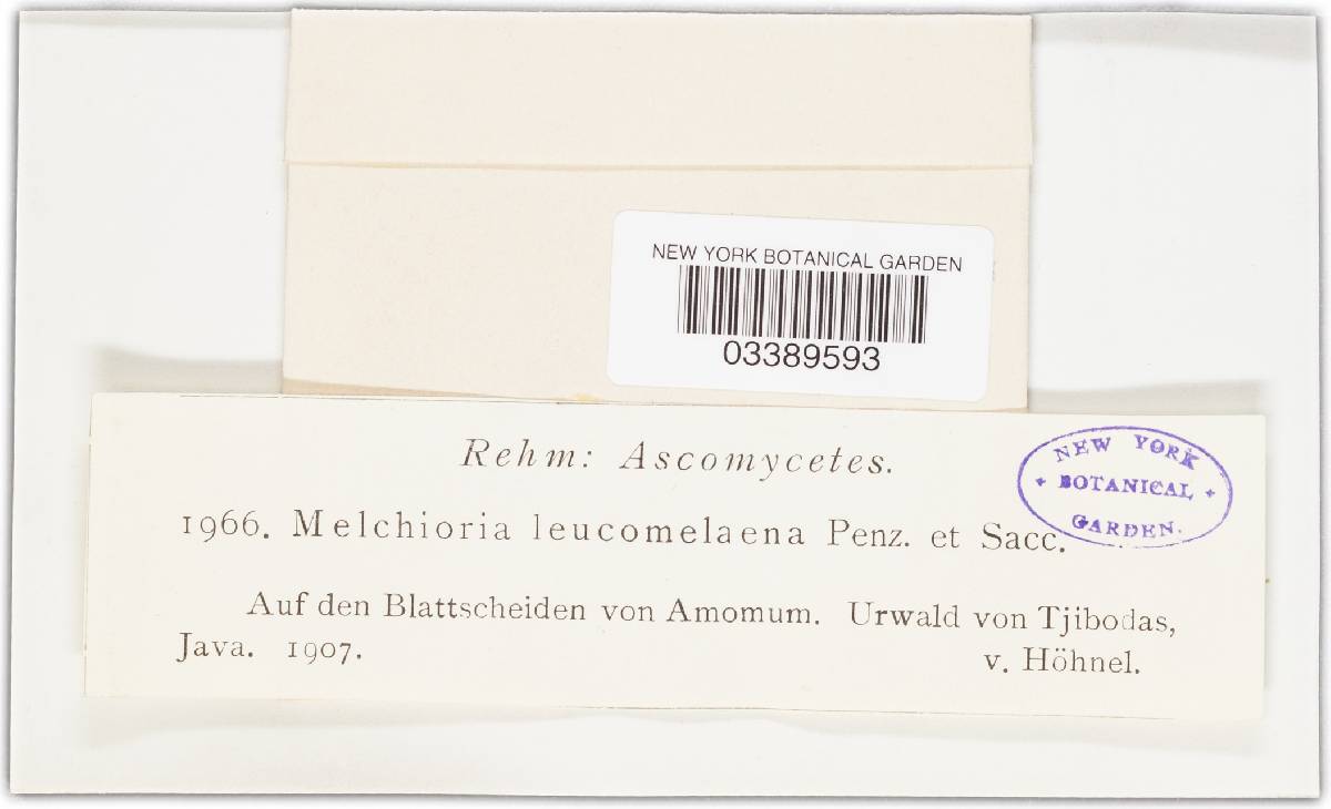 Melchioria leucomelaena image