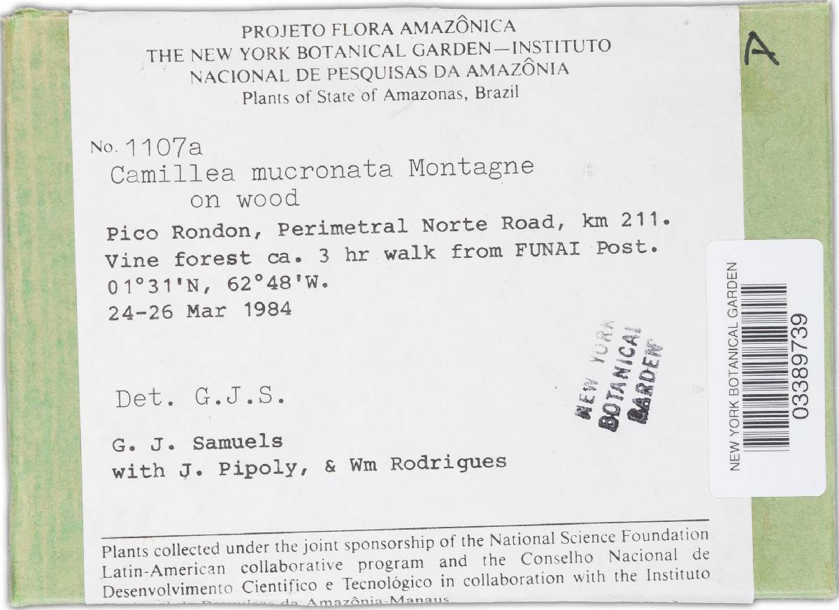 Camillea mucronata image