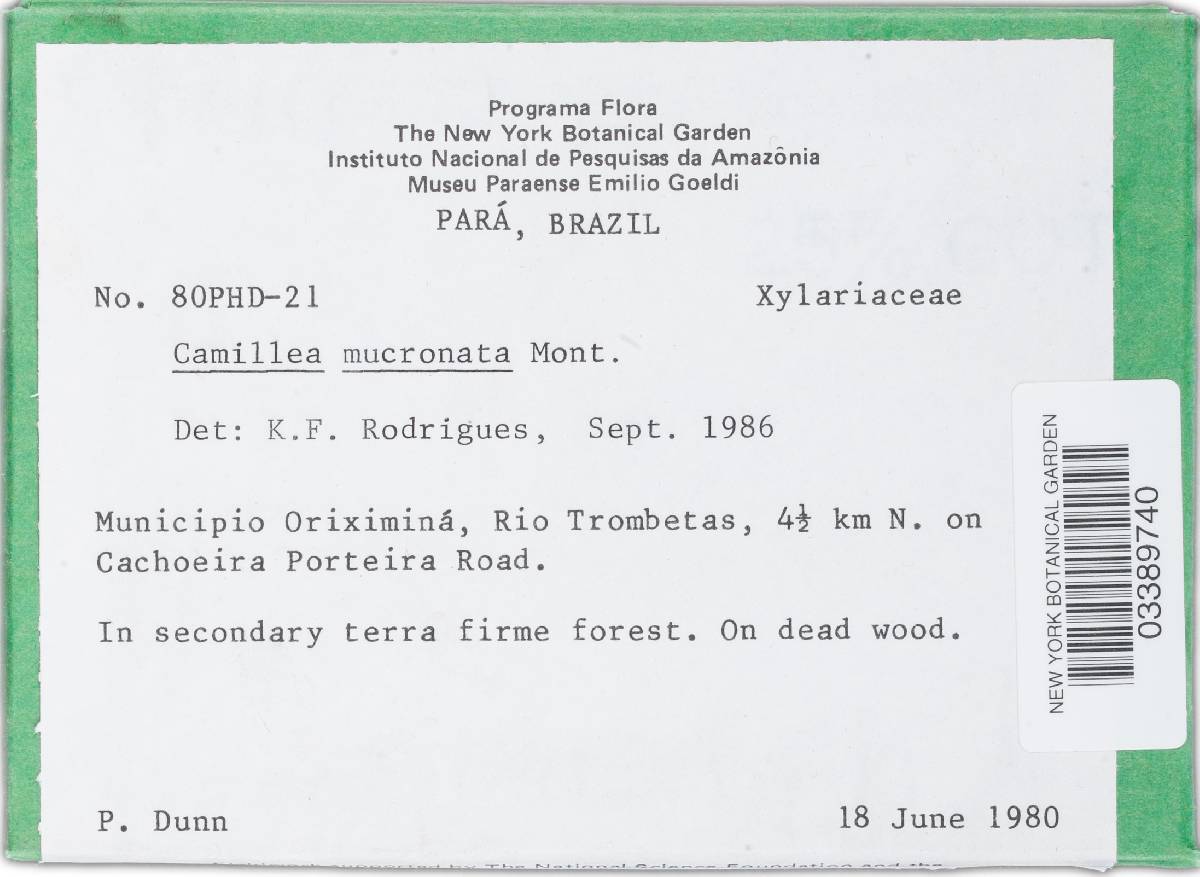 Camillea mucronata image
