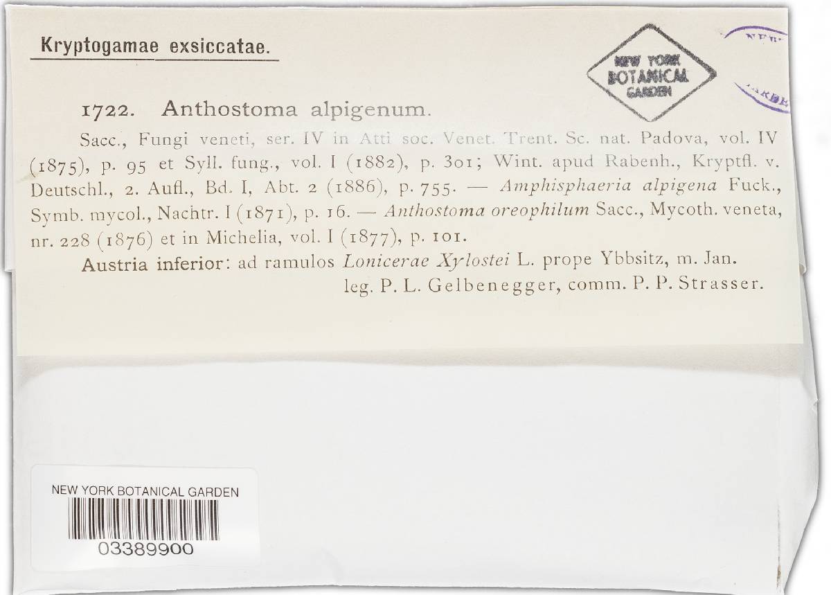 Amphisphaerella alpigena image