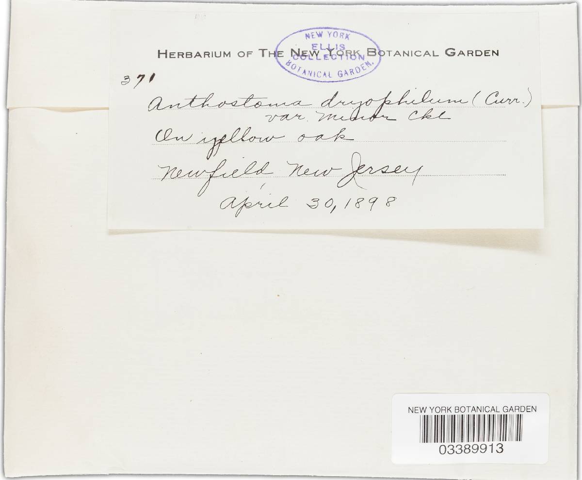 Anthostoma dryophilum image