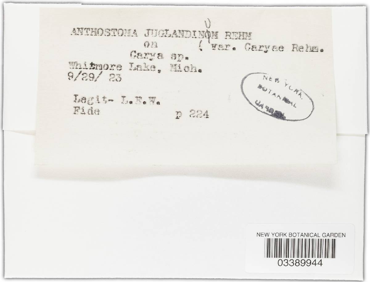 Anthostoma juglandinum image