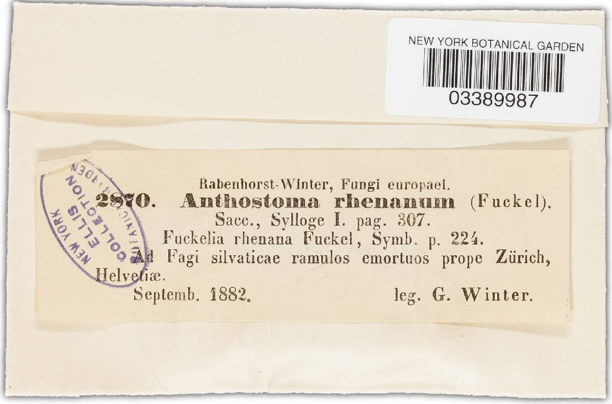 Anthostoma rhenanum image