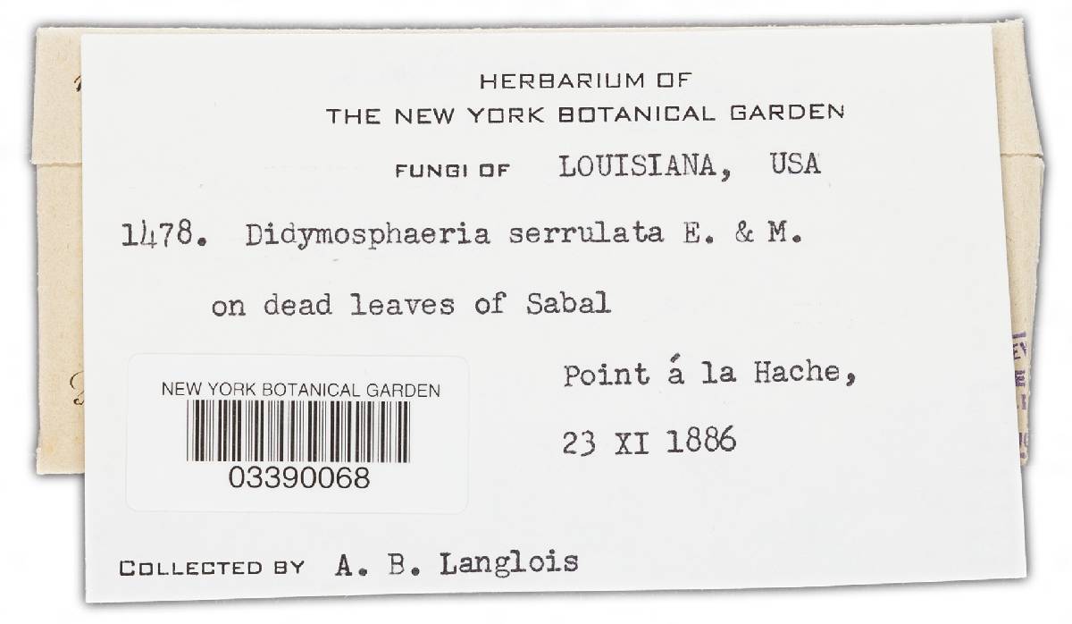 Anthostomella consanguinea image