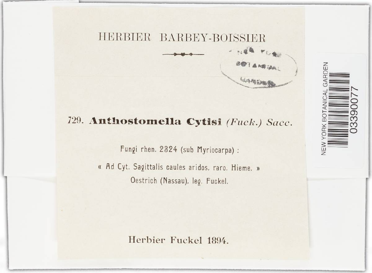 Discosphaerina cytisi image