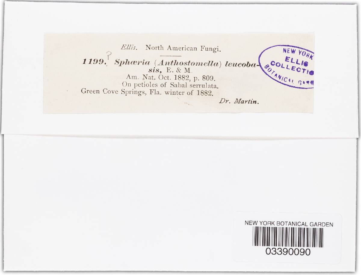 Anthostomella leucobasis image