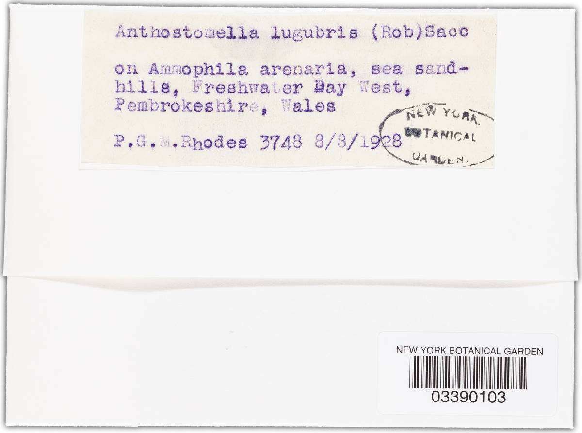 Anthostomella lugubris image