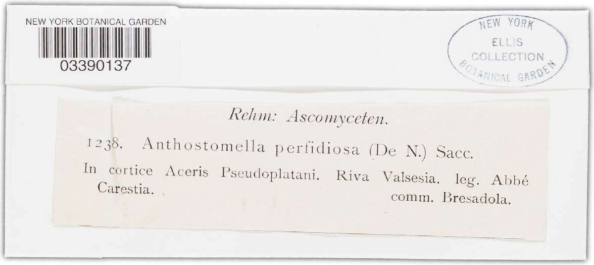 Clypeosphaeria perfidiosa image
