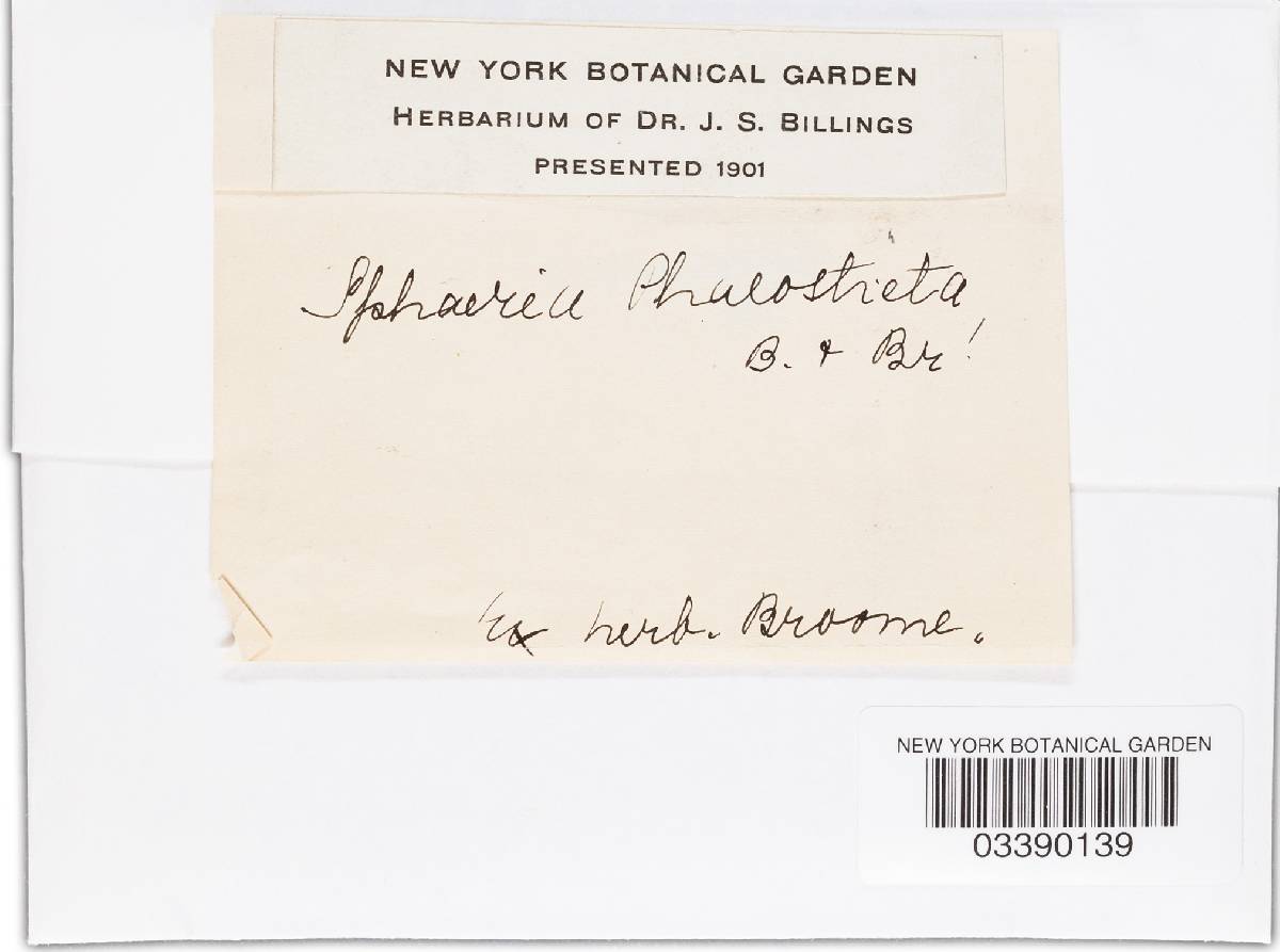 Anthostomella phaeosticta image