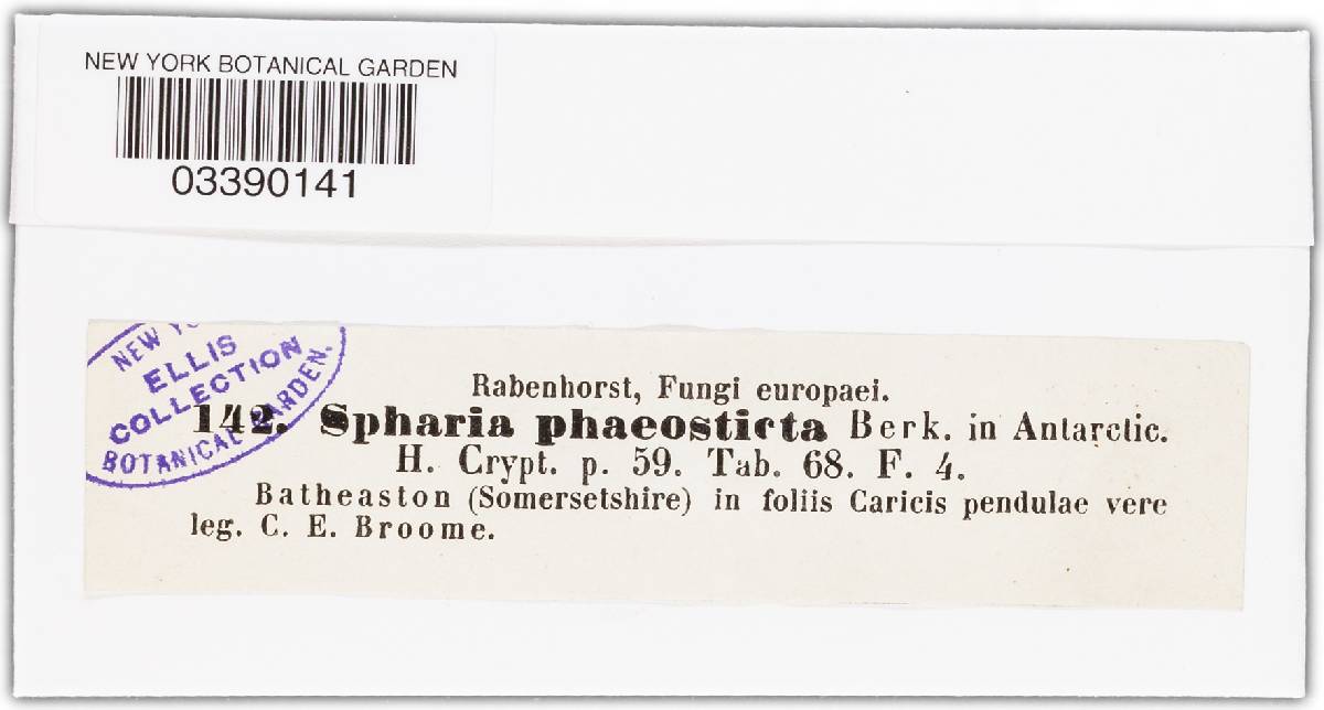 Anthostomella phaeosticta image