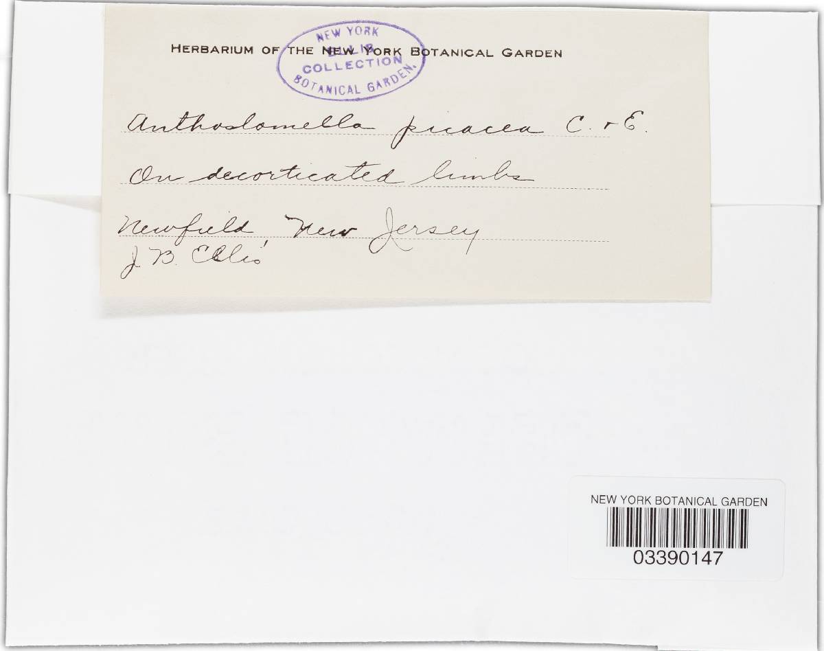 Barrmaelia picacea image