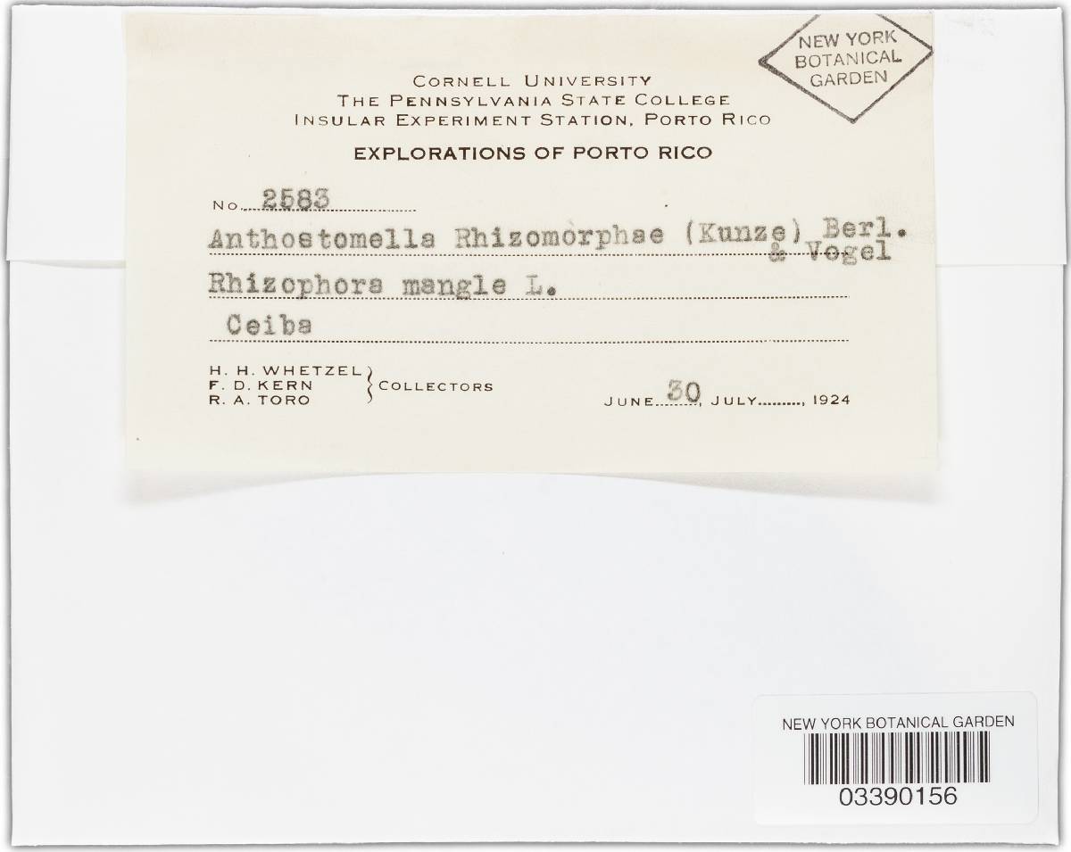 Pterosporidium rhizomorphae image