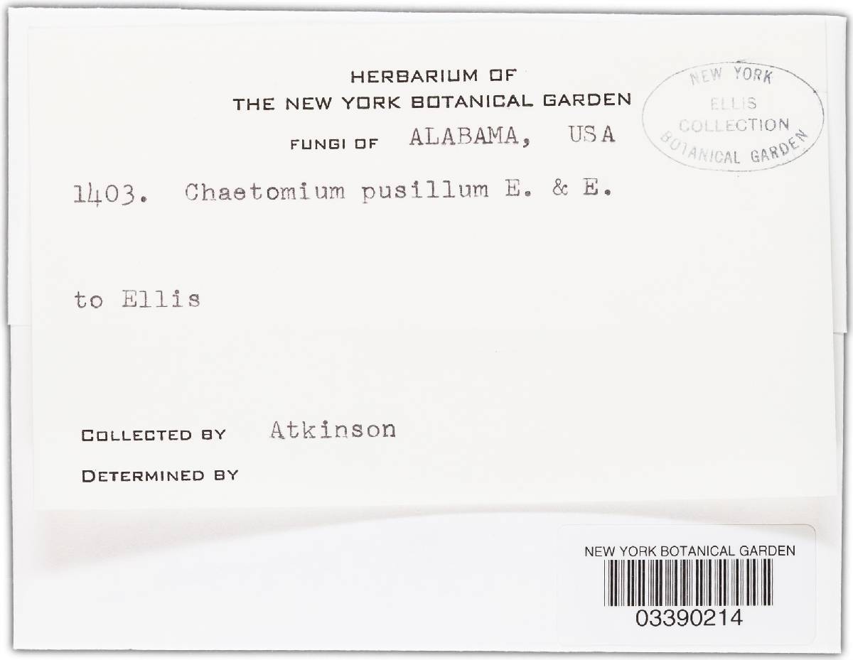 Ascotricha ellisiana image