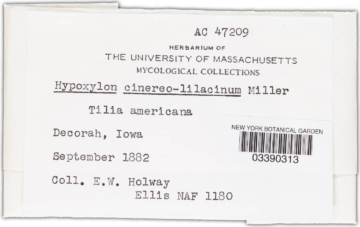 Biscogniauxia cinereolilacina image
