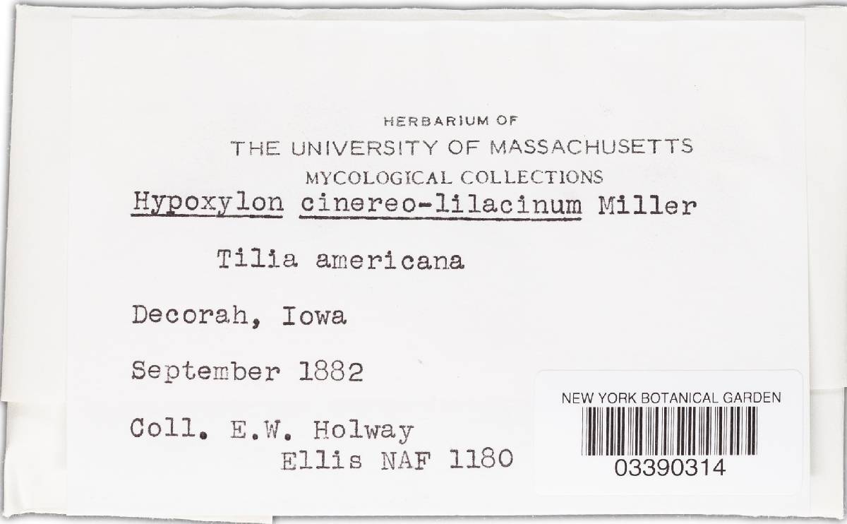 Biscogniauxia cinereolilacina image