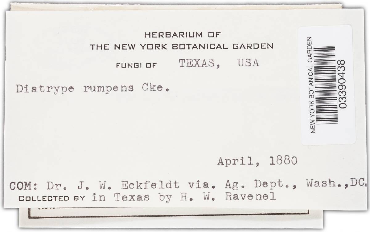 Biscogniauxia nummularia image