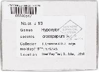 Hypoxylon crocopeplum image
