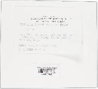 Hypoxylon fuscum image