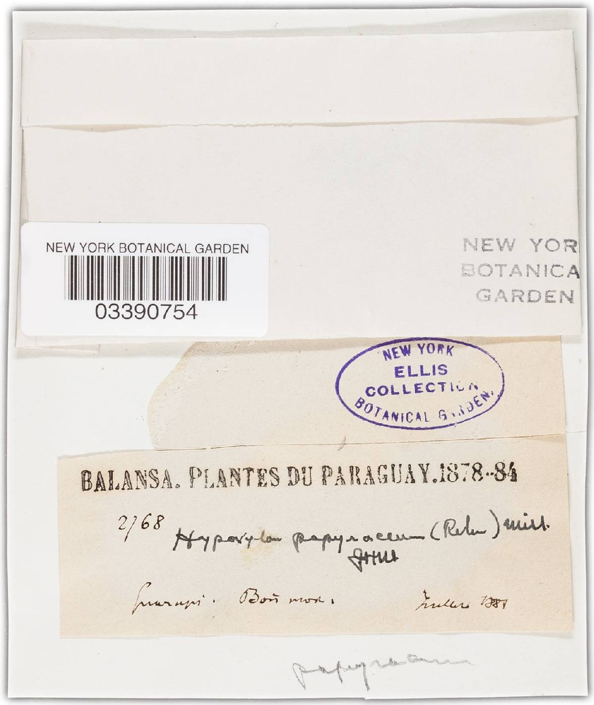 Biscogniauxia uniapiculata image