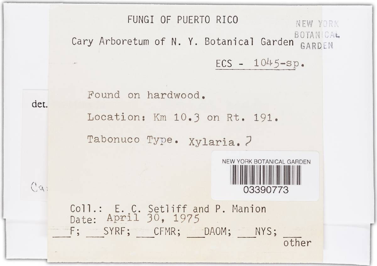 Camillea image