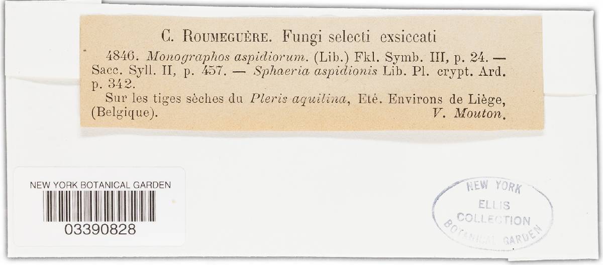 Scirrhia aspidiorum image