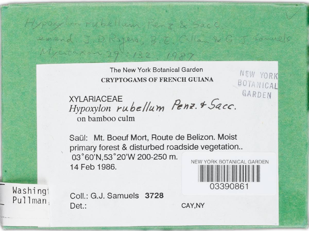 Hypoxylon rubellum image