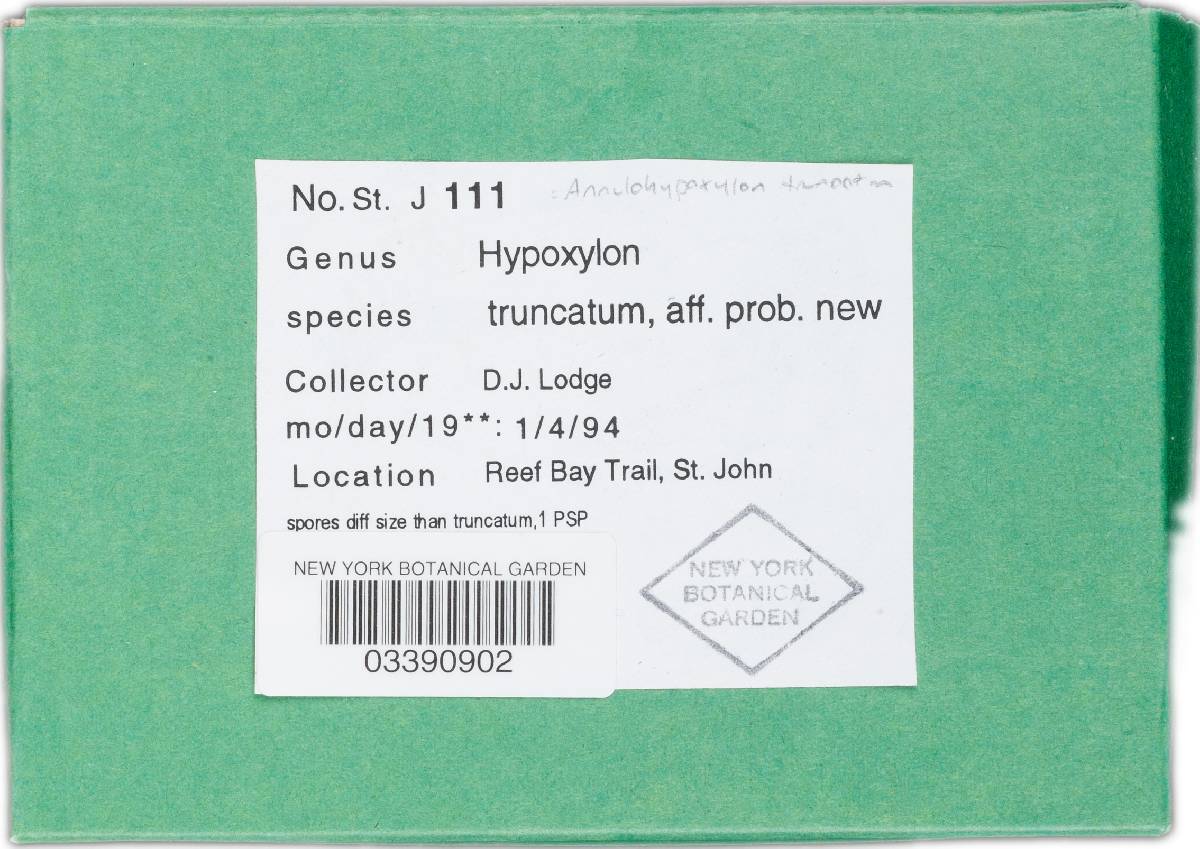 Annulohypoxylon stygium image