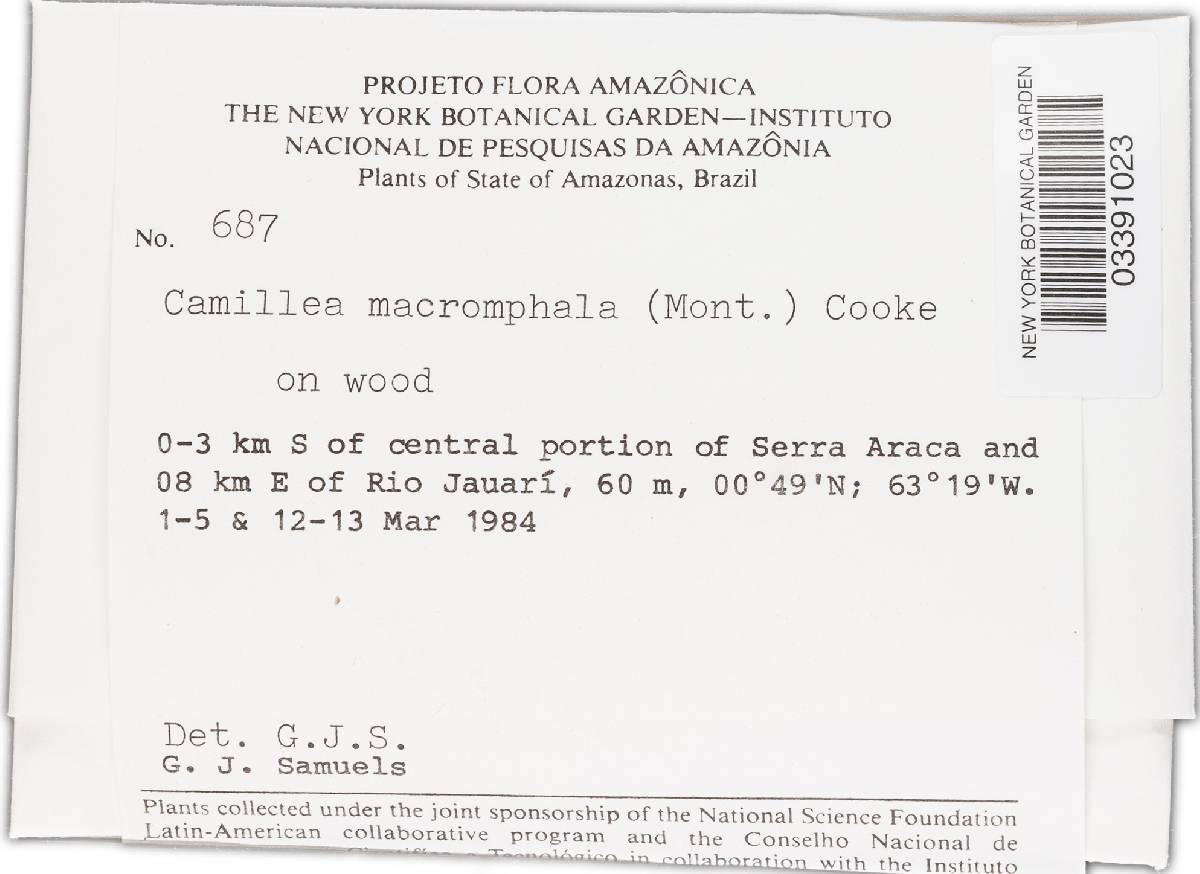 Camillea macromphala image