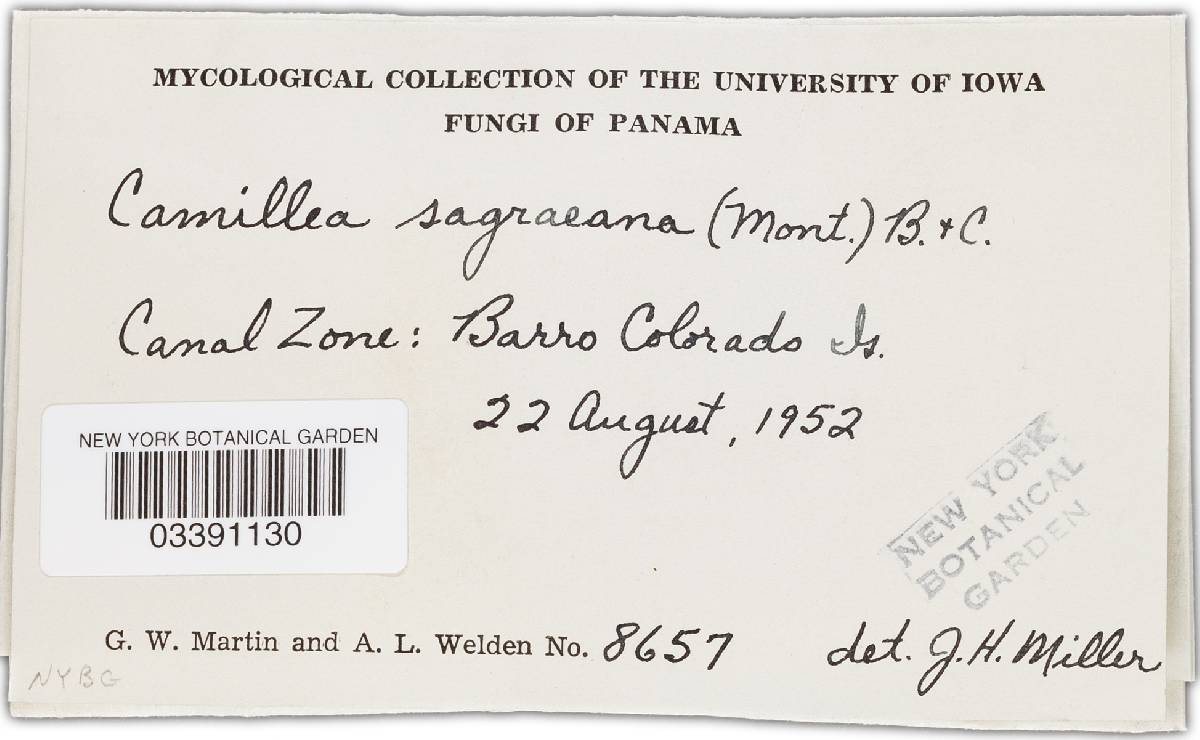 Camillea sagrana image