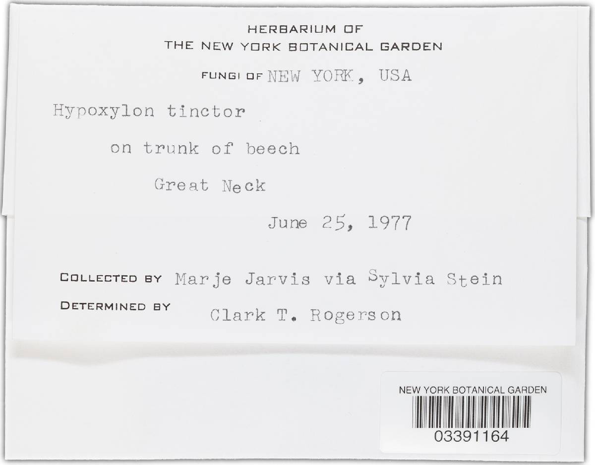 Hypoxylon tinctor image
