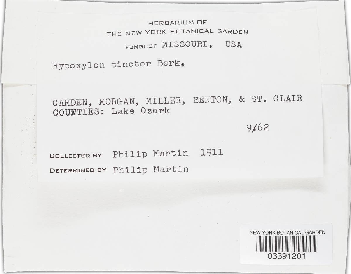Hypoxylon tinctor image