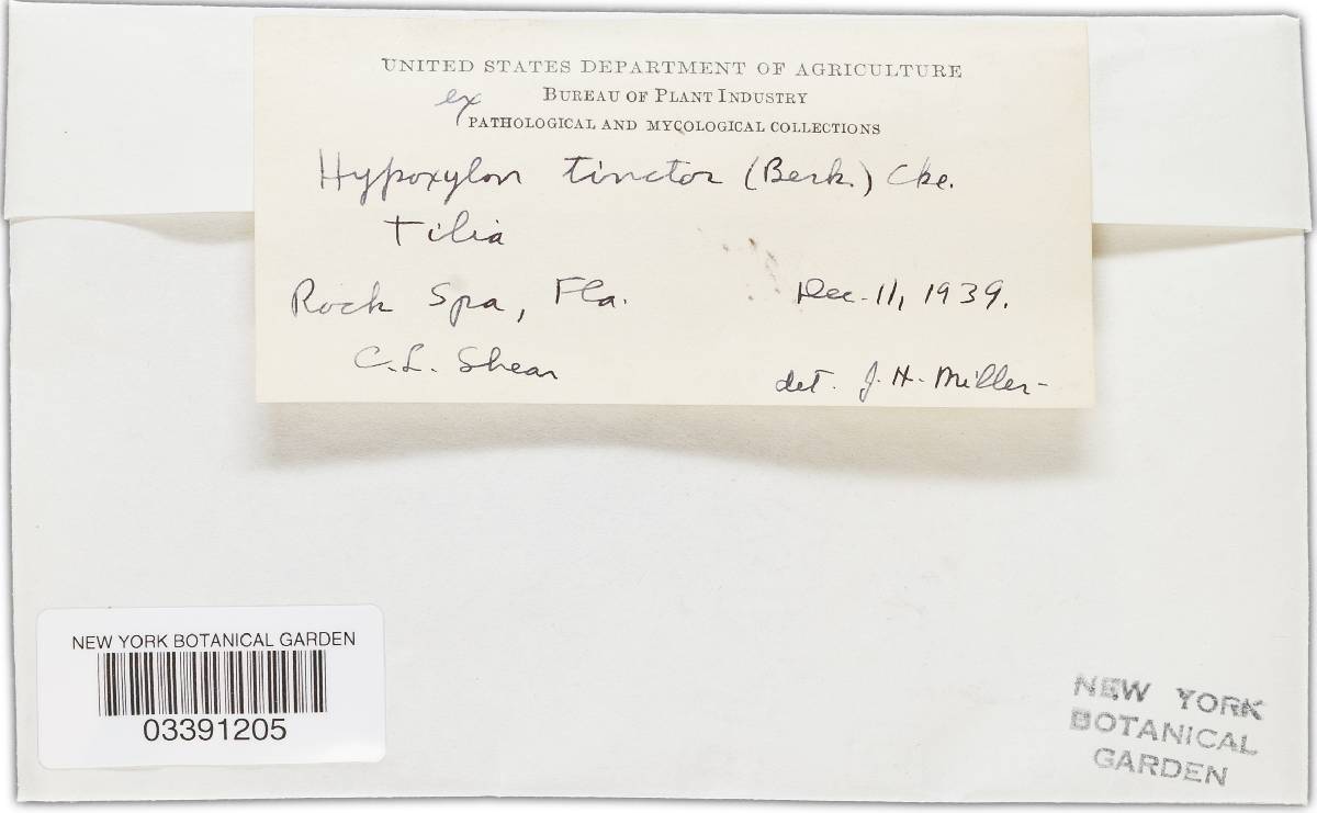 Hypoxylon tinctor image