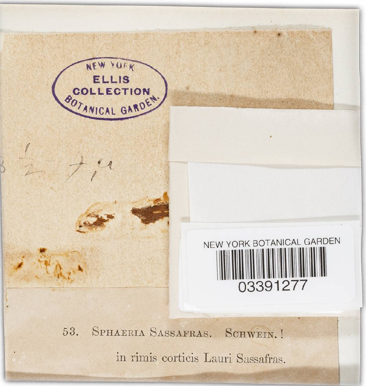Creosphaeria image